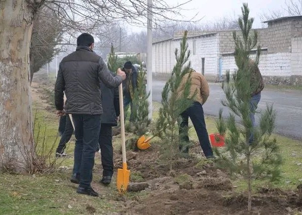 В районе Мастчох высадят более 24 тысяч деревьев и декоративных растений 