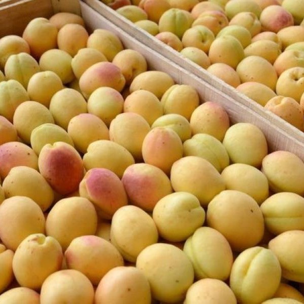 Фруктовые рекорды: Таджикистан активно наращивает экспорт сельхозпродукции в Россию